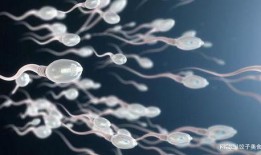 精子视频在线观看,在线观看精子视频，揭秘生命起源之旅